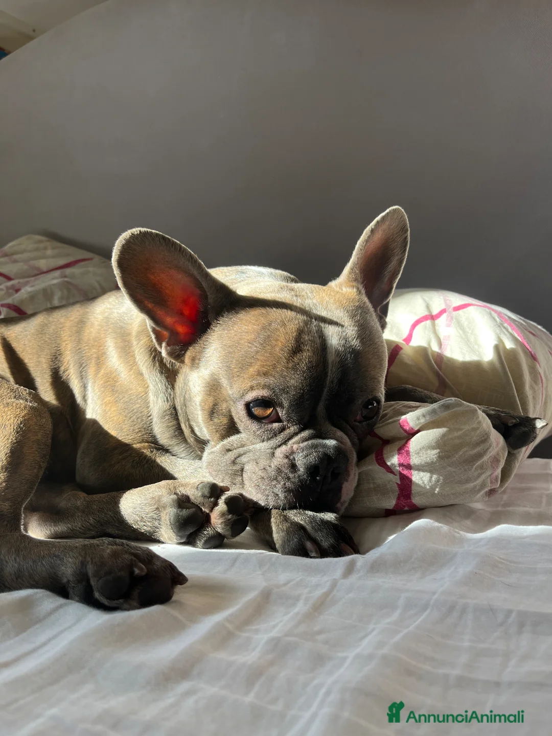 Bulldog Francese cani per accoppiamento: Dalì cerca compagna  a Città metropolitana di Roma Capitale - Annuncio 2