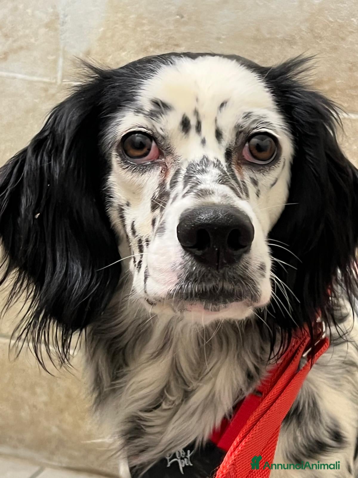 Setter Inglese cani SALLY dolcissima setterina - Annuncio 1