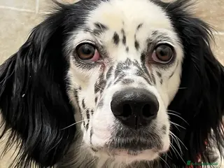 Setter Inglese cani SALLY dolcissima setterina - Annuncio 1