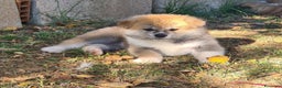 Akita Inu cani in vendita: CUCCIOLI DI AKITA ultime prenotazioni disponibili  - Annuncio 1
