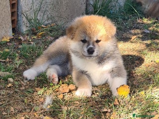 Akita Inu cani CUCCIOLI DI AKITA ultime prenotazioni disponibili - Annuncio 5