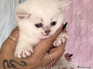 British gatti Cuccioli British Shorthair - Annuncio 33