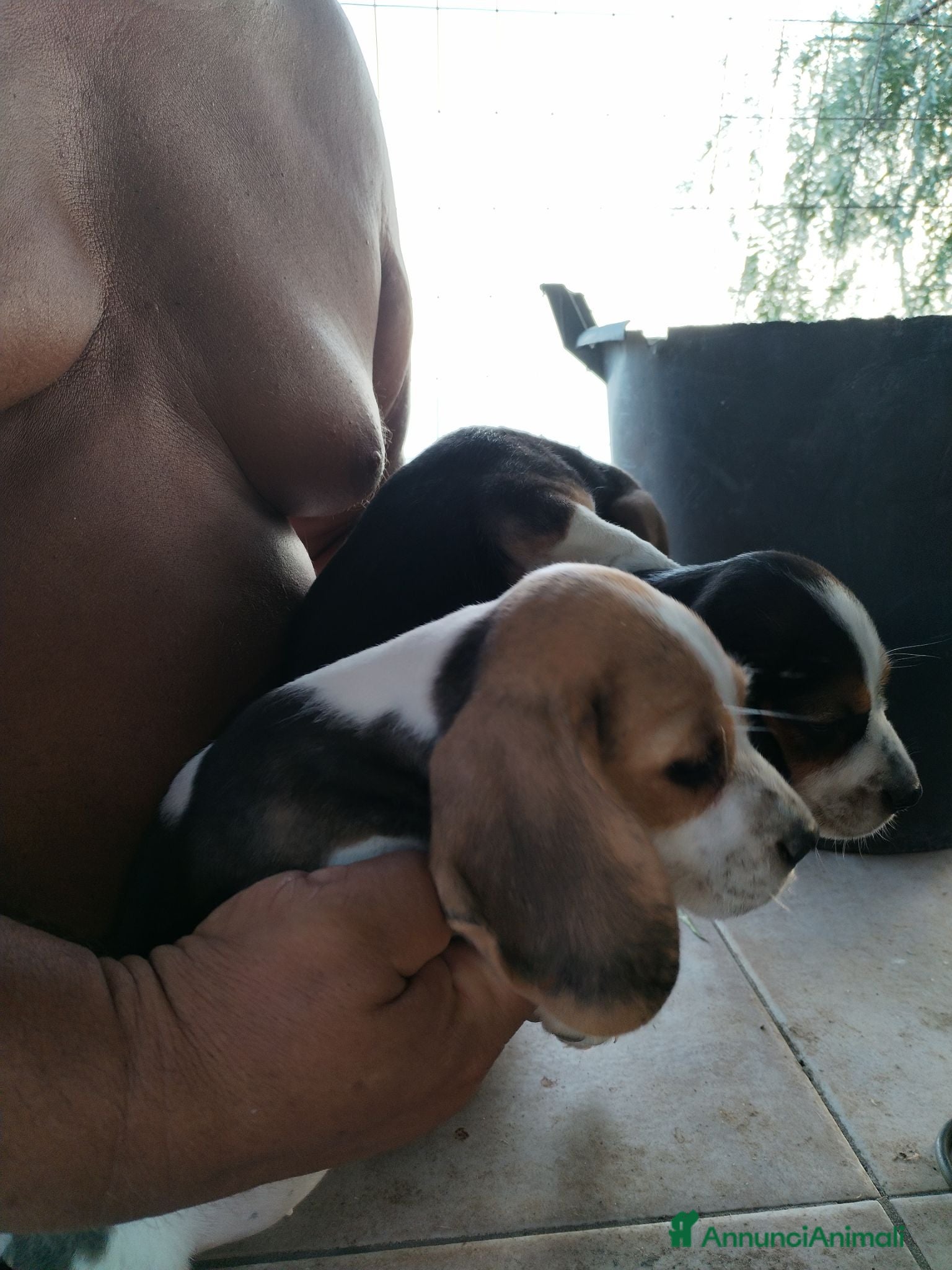 Beagle cani Bellissimi cuccioli Beagle  - Annuncio 5