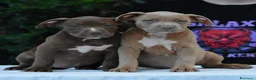 American Bully cani in vendita: American Bully XL. - Annuncio 4