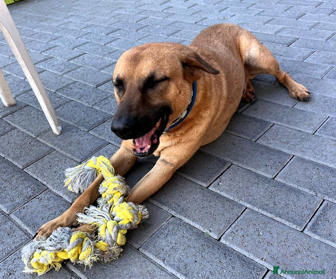 Meticcio cani in regalo: ARGO LUPETTO - Annuncio 3