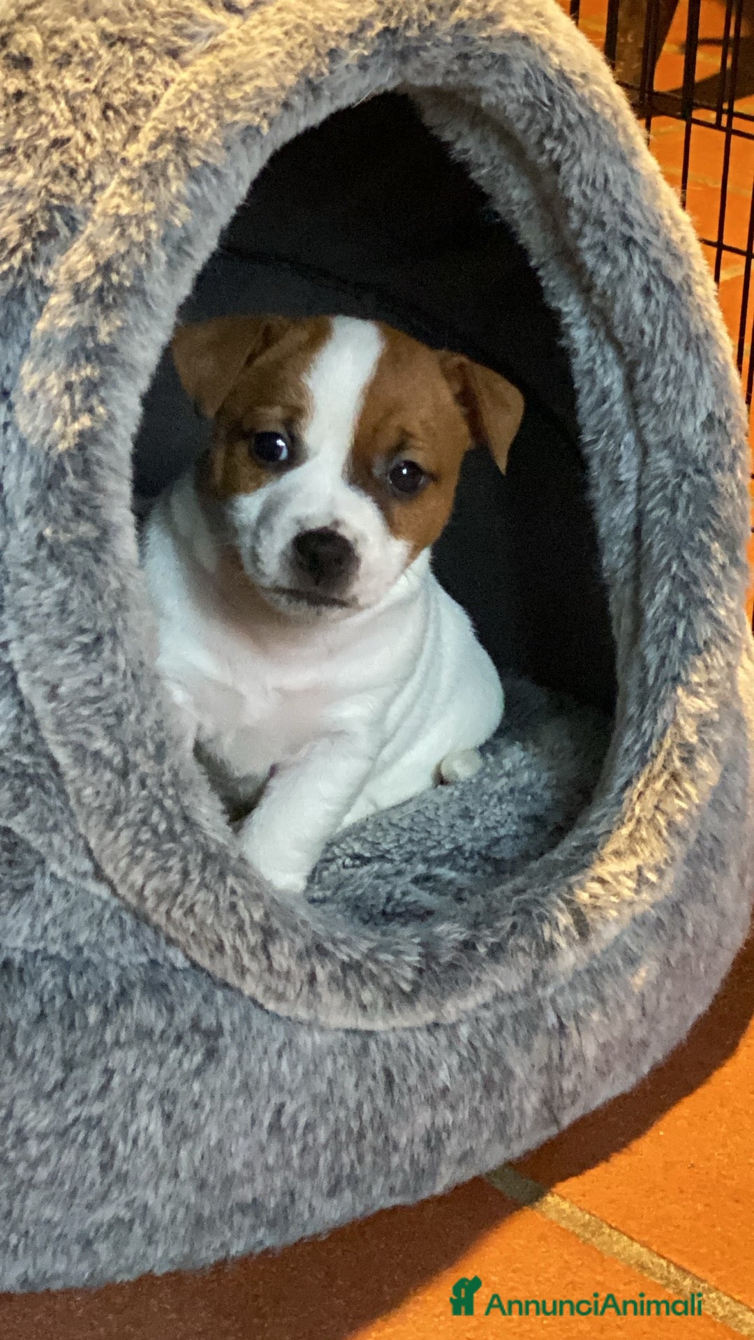 Jack Russell cani in vendita: JACK RUSSELL TERRIER pelo corto pedigree - Annuncio 5