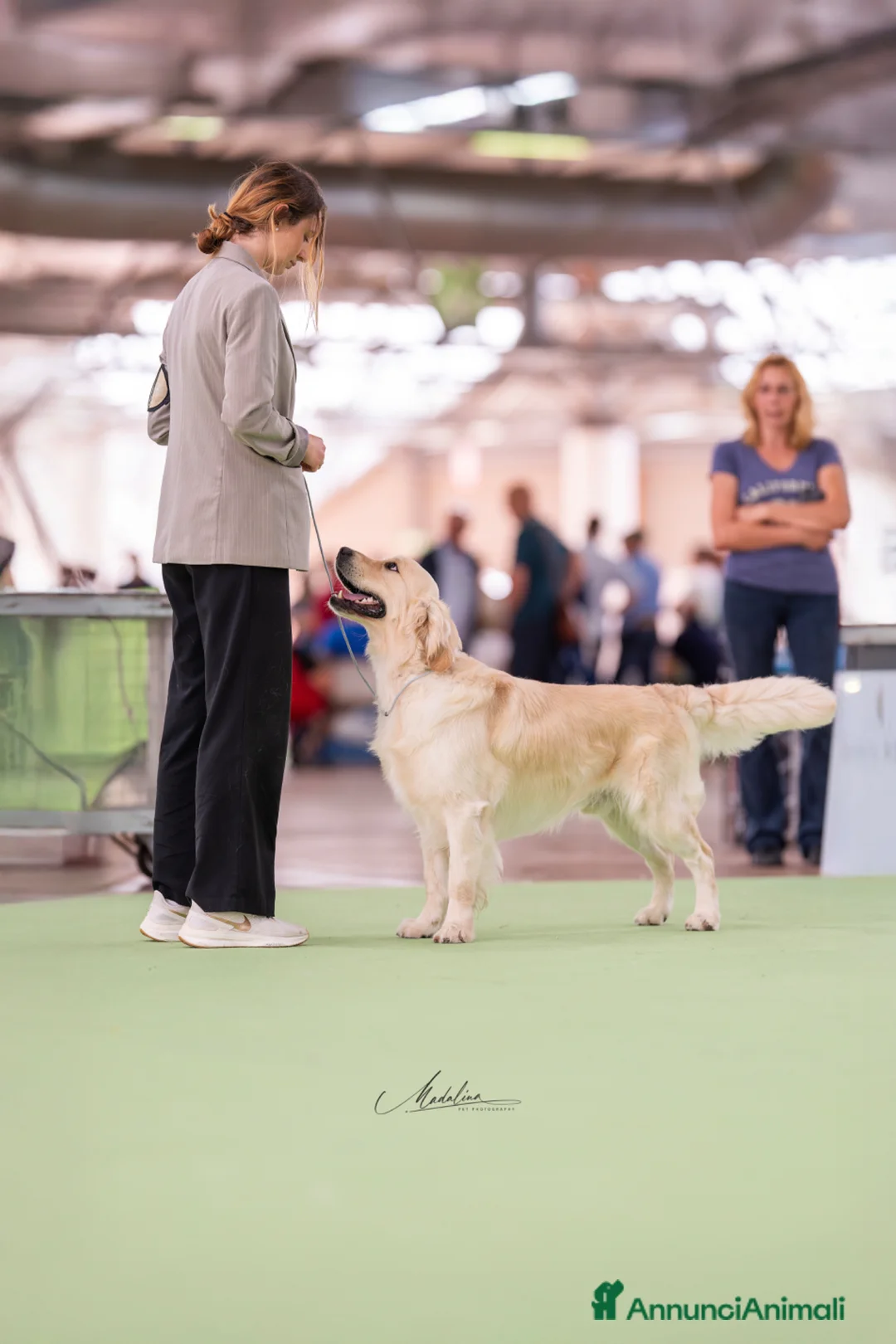 Golden Retriever cani per accoppiamento: Golden Retriever per accoppiamenti  a Provincia di Varese - Annuncio 2
