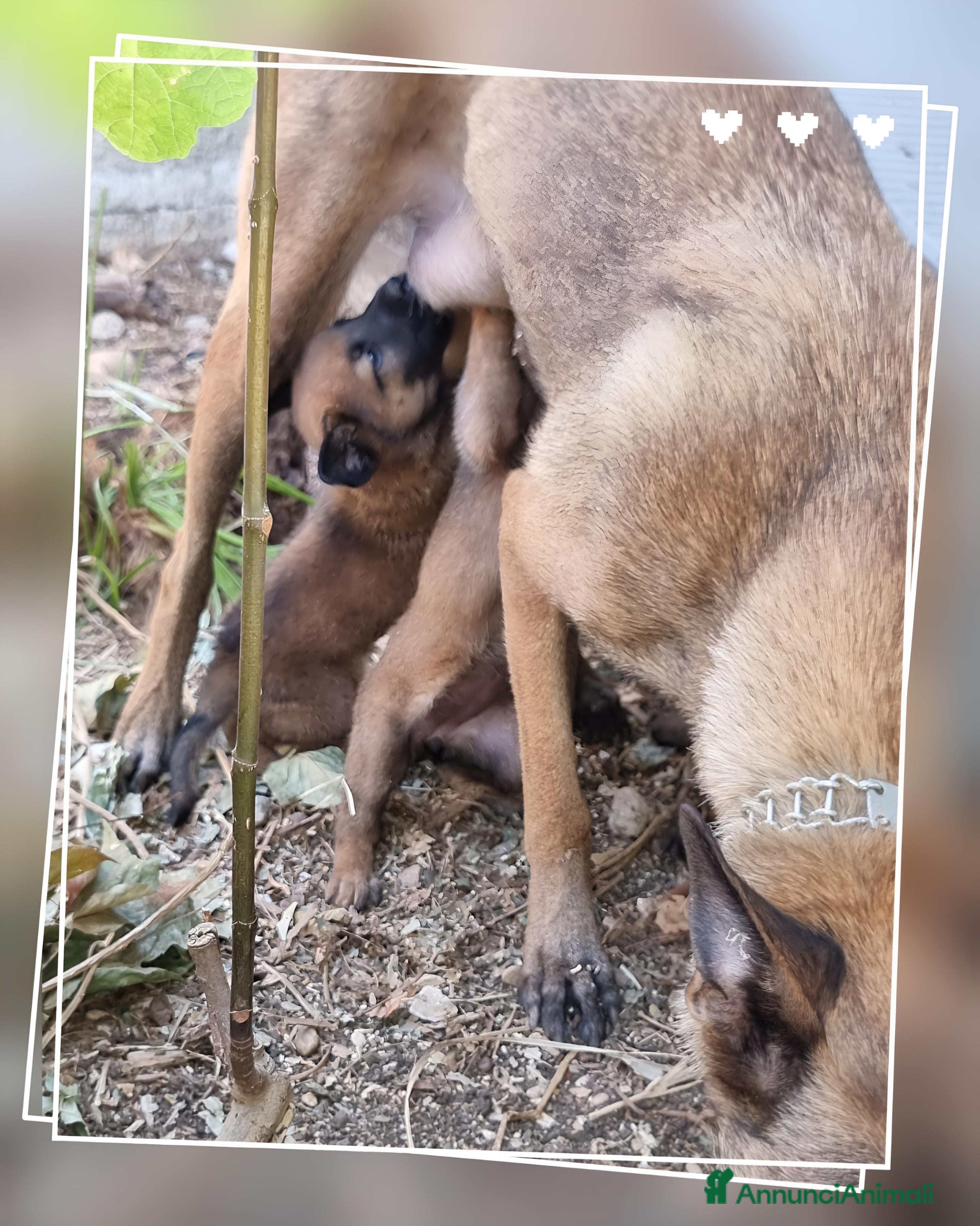 Pastore Belga cani in vendita: Allevamento Cuccioli Pastore Belga Malinois Napoli - Annuncio 1