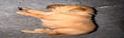 Golden Retriever cani in vendita:  alta genealogia 5 stelle" - Annuncio 5