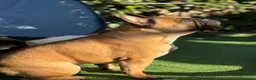 Bulldog Francese cani per accoppiamento: Bulldog francese X monta  a Provincia di Ferrara - Annuncio 2