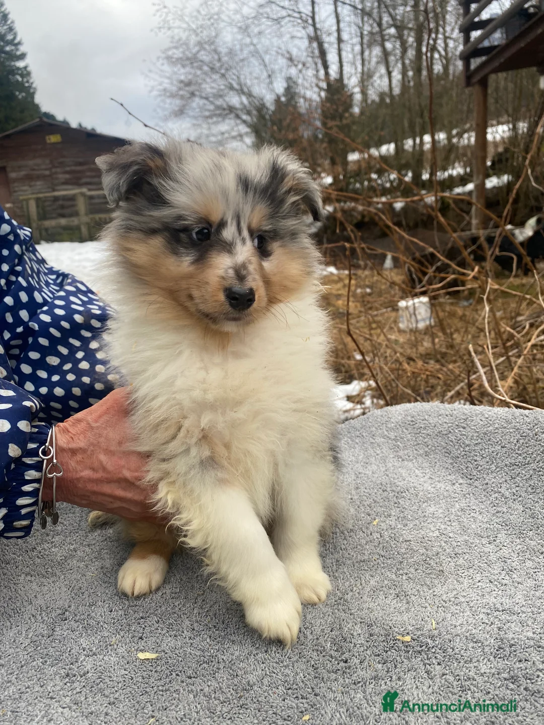 Shetland Sheepdog cani in vendita: Shetland sheepdog blue merle maschio  - Annuncio 3
