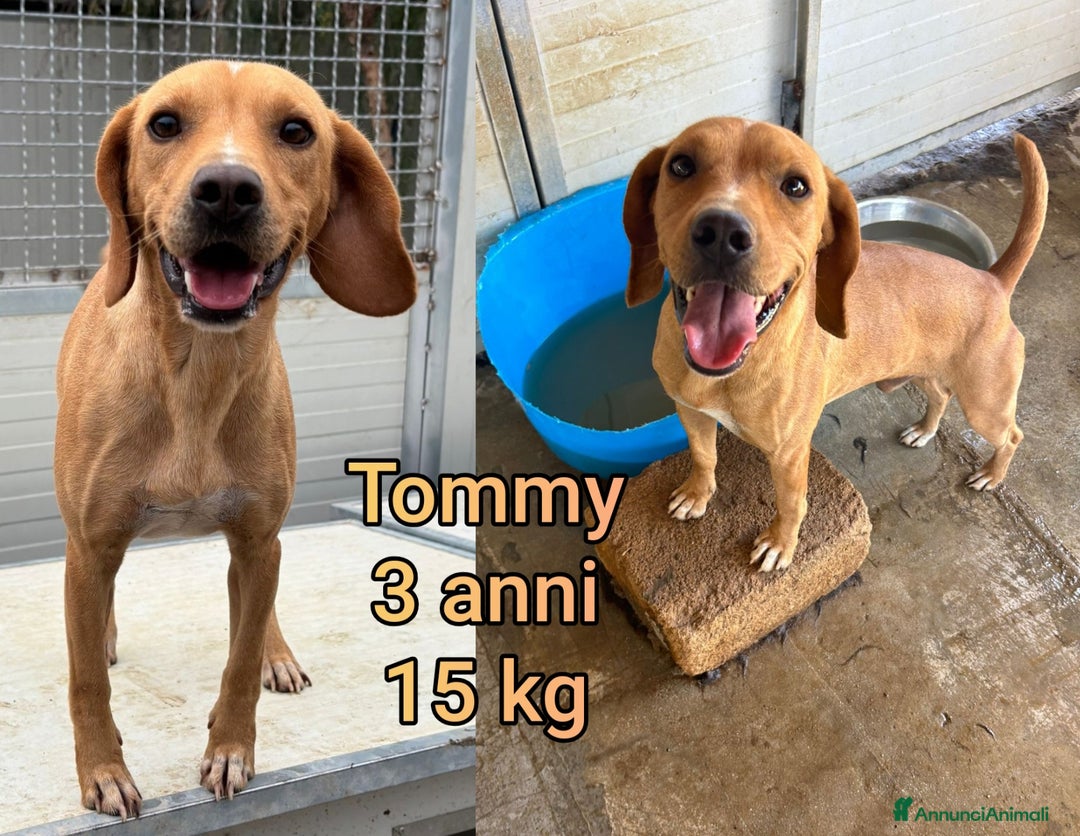 Meticcio cani in regalo: CANI DI TAGLIA PICCOLA E CONTENUTA! - Annuncio 3