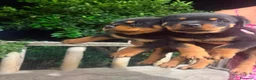 Rottweiler cani in vendita: Cuccioli rottweiller - Annuncio 8