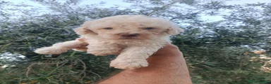 Lagotto 3