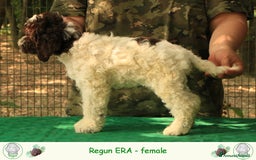 Lagotto cani in vendita: Lagotto romagnolo - cucciolo 7 a Provincia di Ravenna - Immagine 3
