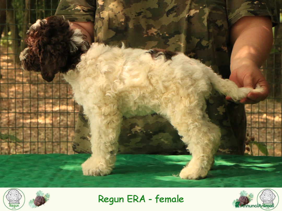 Lagotto cani in vendita: Lagotto romagnolo - cucciolo 7 a Provincia di Ravenna - Immagine 3