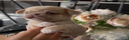 Chihuahua cani in vendita: cuccioli chihuahua - Annuncio 4