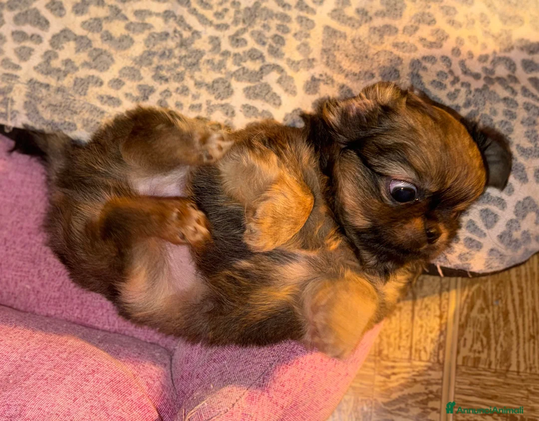 Chihuahua cani in vendita: Chihuahua mini  - Annuncio 4