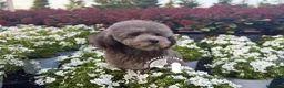 Barboncino Toy cani in vendita: Cuccioli Barboncino Toy Genitori Testati e Campion - Annuncio 2
