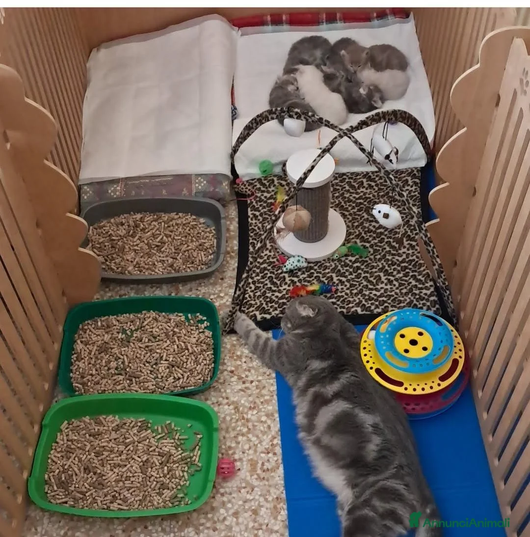 Scottish gatti in vendita: Cuccioli Scottish fold  - Annuncio 1