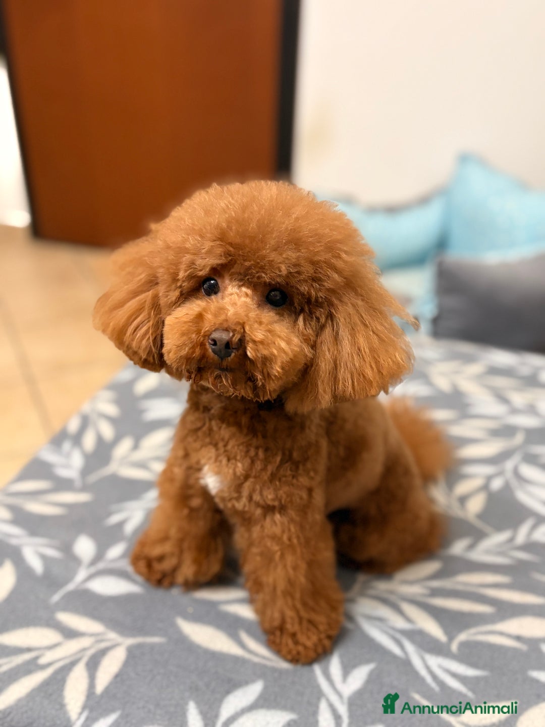 Barboncino Toy cani per accoppiamento: Barboncino Toy per accoppiamento  - Annuncio 9