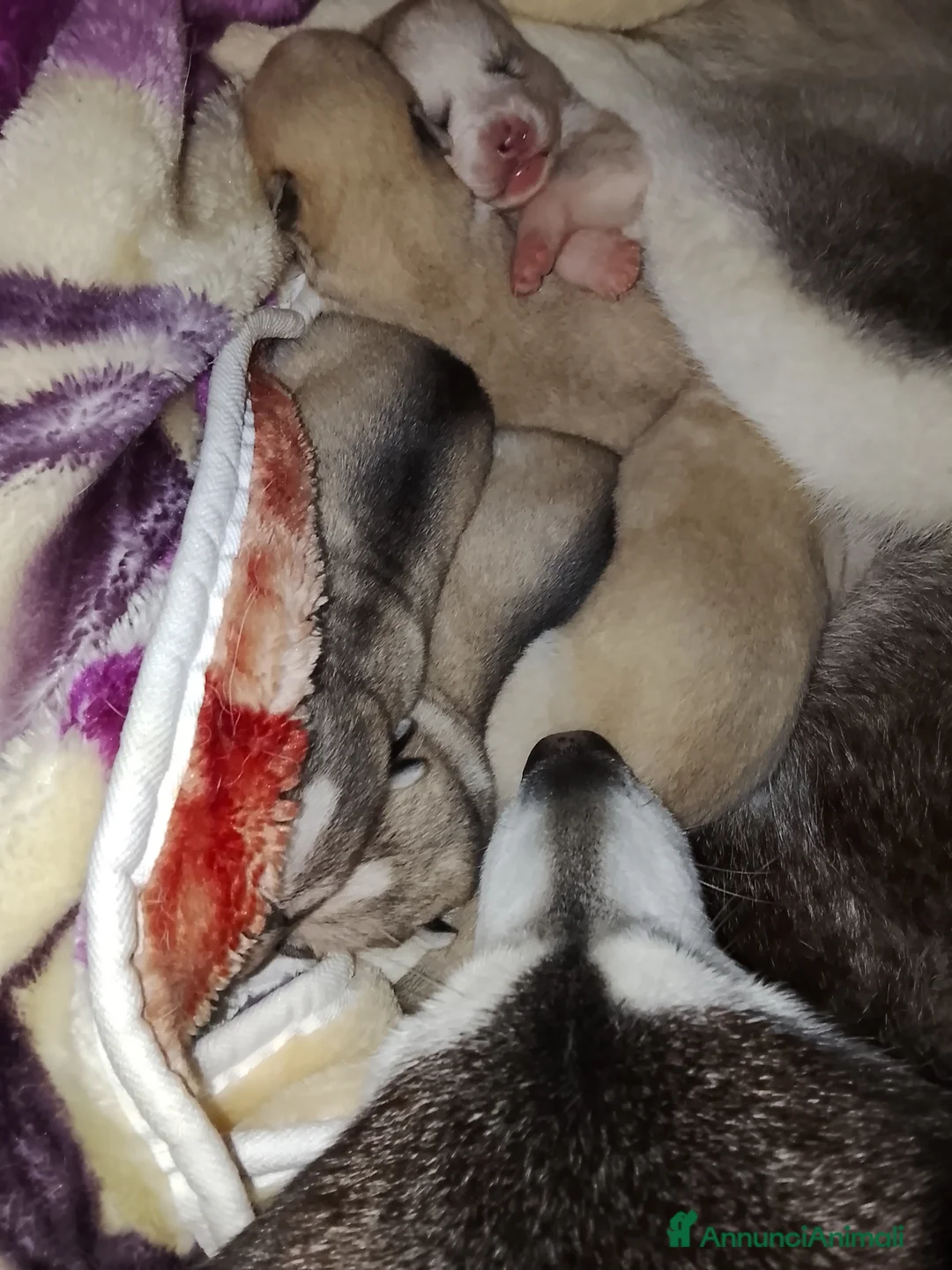 Husky cani in vendita: Cucciole Siberian Husky  - Annuncio 7