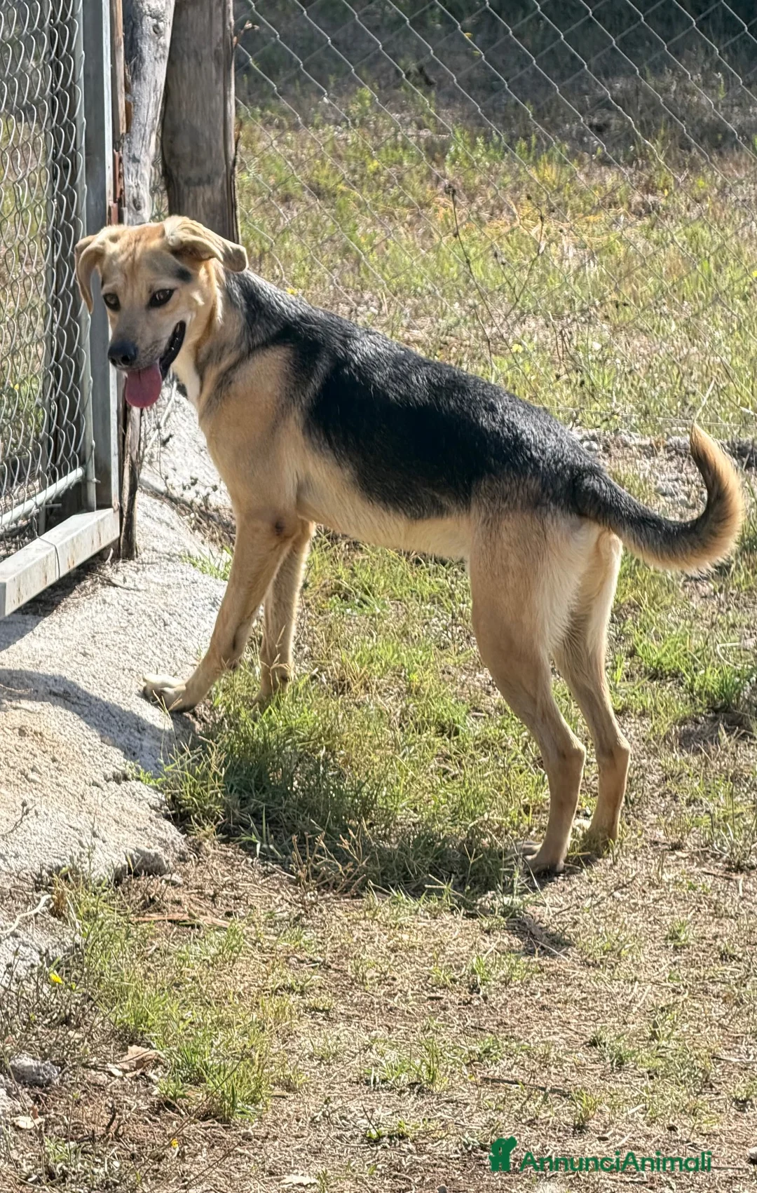 Meticcio cani in regalo: Maky  a Città Metropolitana di Venezia - Annuncio 2