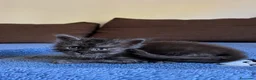 Maine Coon gatti in vendita: Maine Coon maschio pedigree Anfi - Annuncio 4