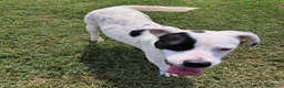 Meticcio cani in regalo: Regina, una cucciola principessa - Annuncio 7