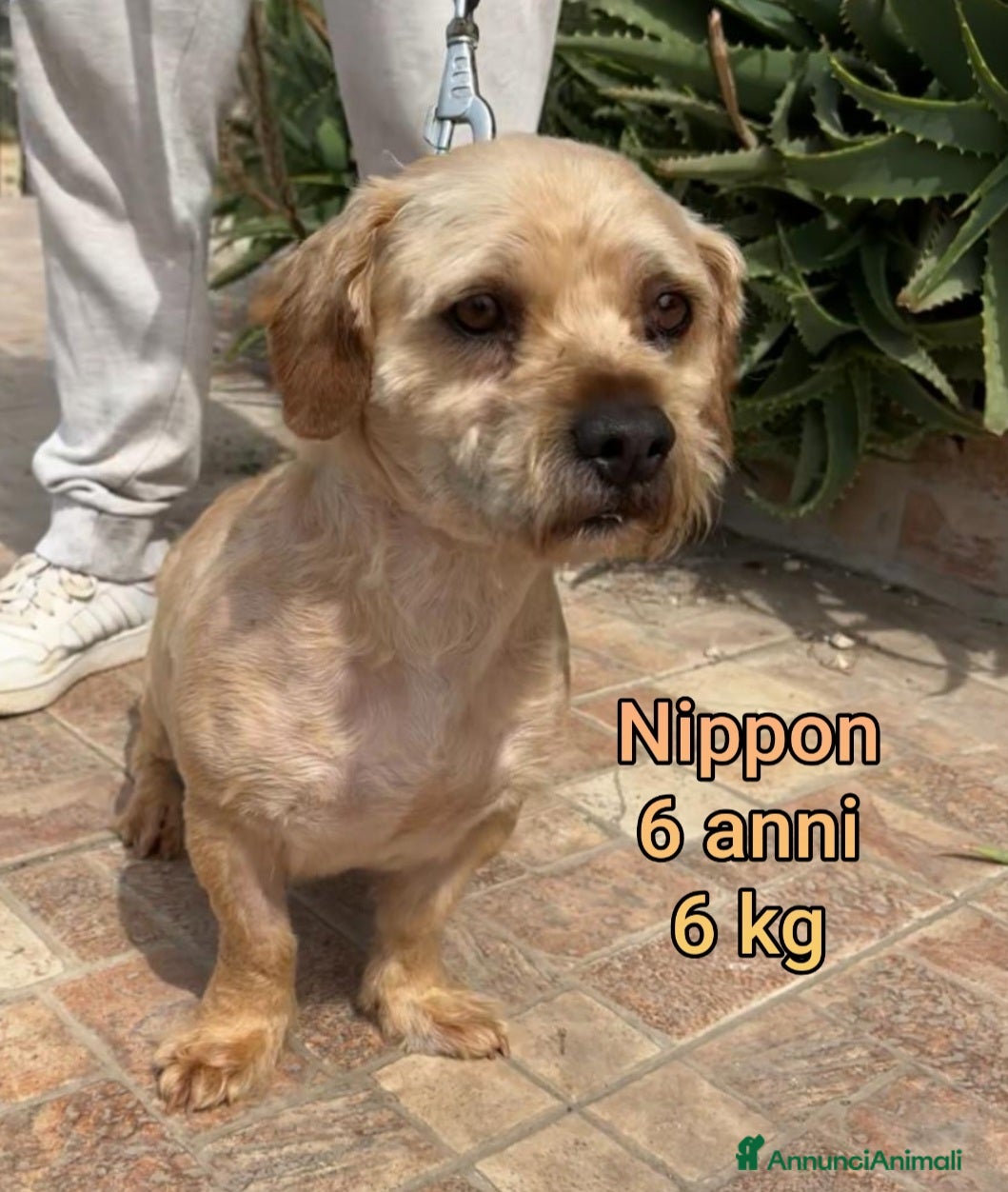 Meticcio cani Cani di taglia piccola e contenuta  - Annuncio 1