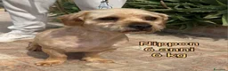 Meticcio cani in regalo: Cani di taglia piccola e contenuta  a Provincia di Pistoia - Annuncio 1