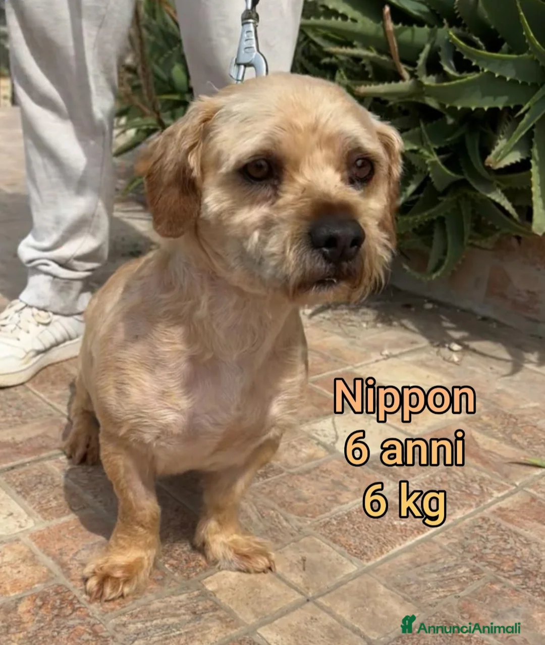 Meticcio cani in regalo: Cani di taglia piccola e contenuta  a Provincia di Pistoia - Annuncio 1