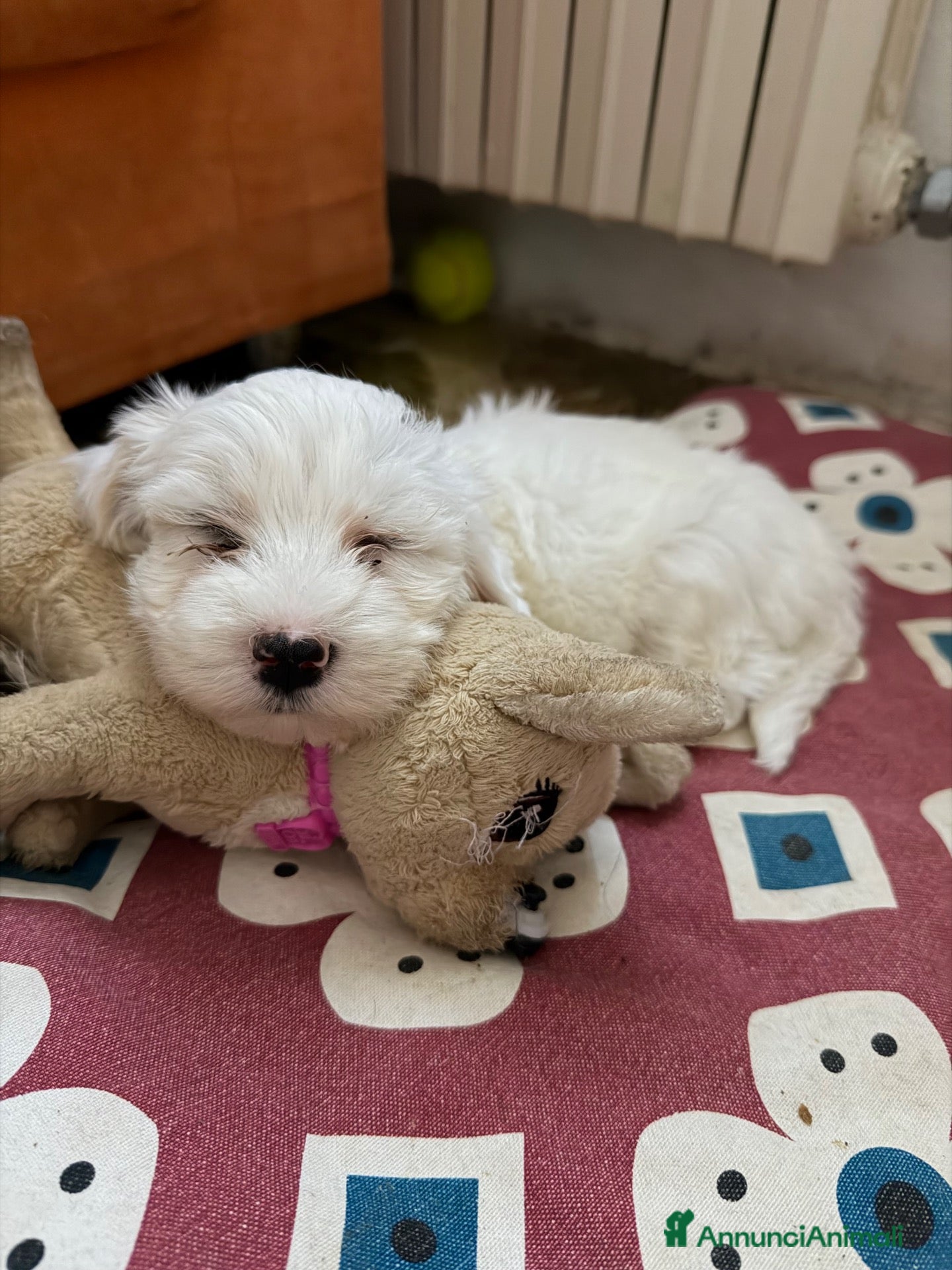 Maltese cani Cane Maltese - Annuncio 18