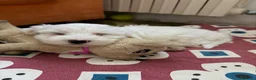 Maltese cani in vendita: Cane Maltese - Annuncio 1