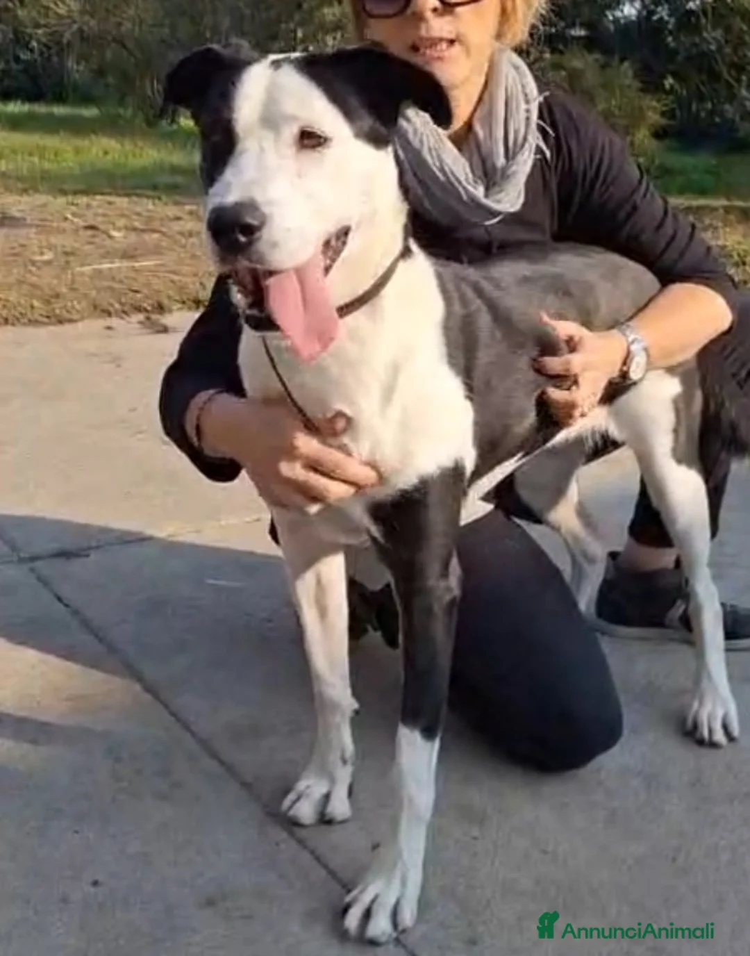 Meticcio gatti in regalo: Mix Amstaff femmina oltre 3anni di appelli CREMONA - Annuncio 2