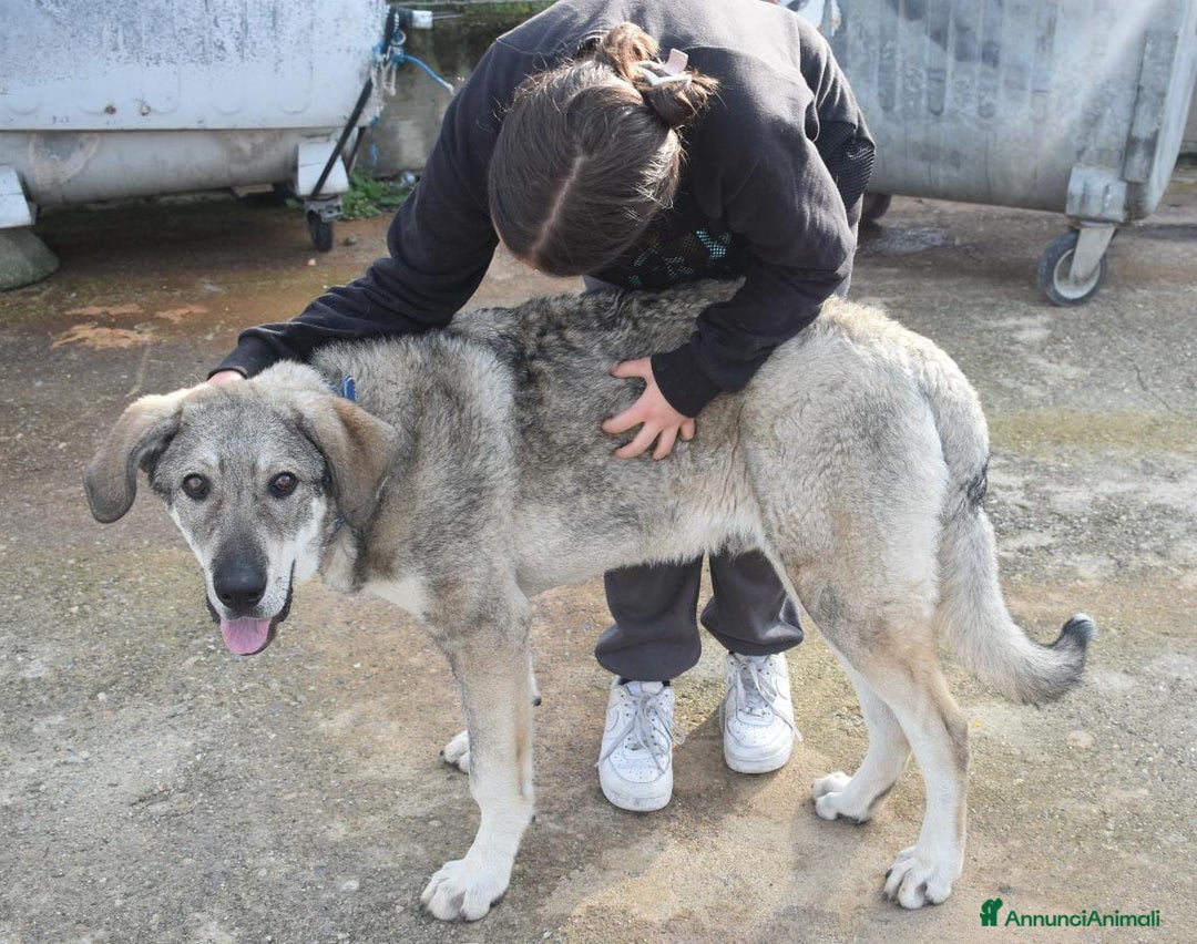 Meticcio cani in regalo: UNA MAMMA PER BALU - Annuncio 5