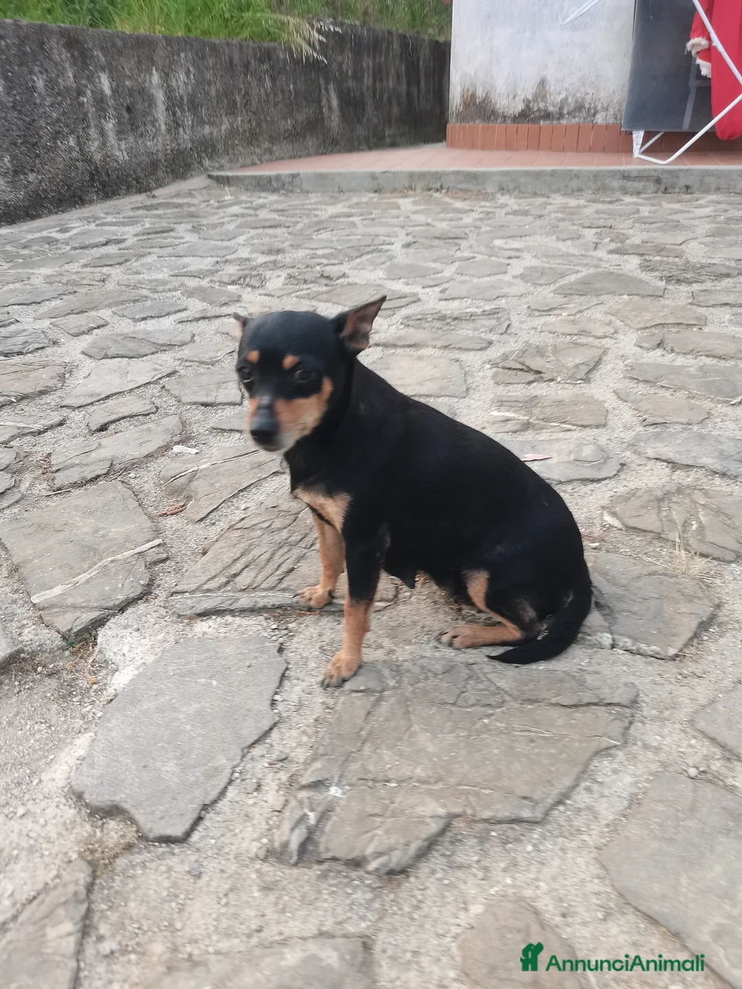 Pinscher Miniatura cani in vendita: Pischer cerca casa a Provincia di Salerno - Annuncio 3