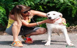 Altre razze cani in regalo: Whisky a Provincia di Bergamo - Immagine 4