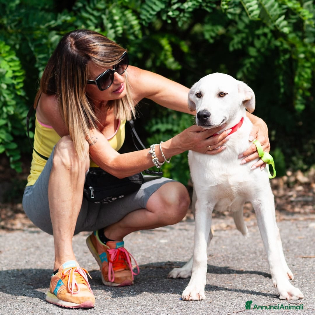 Altre razze cani in regalo: Whisky a Provincia di Bergamo - Immagine 4