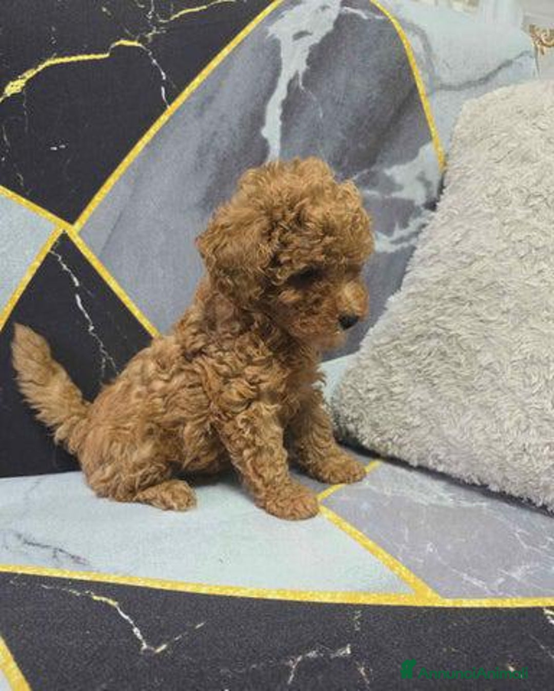 Barboncino Toy cani in vendita: Tre adorabili cuccioli di barboncino toy rossi - Annuncio 8