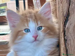 Norvegese gatti cucciolo norvegese delle foreste - Annuncio 1