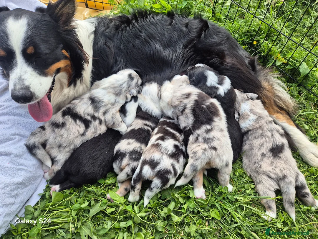 Australian Shepherd cani in vendita: Stupendi cuccioli cercano una famiglia  - Annuncio 1