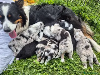 Australian Shepherd cani Stupendi cuccioli cercano una famiglia - Annuncio 31