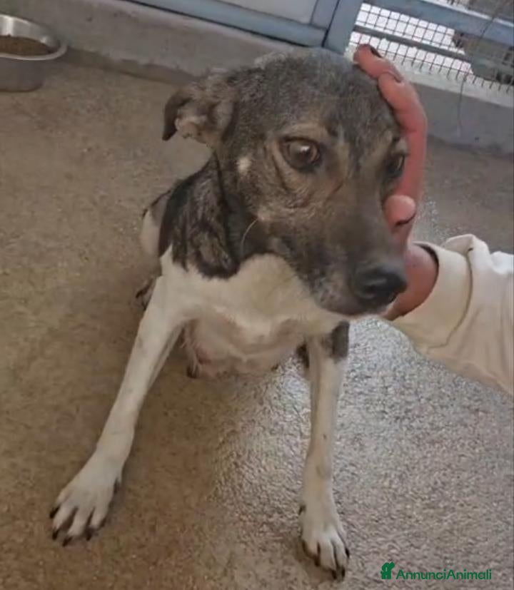 Meticcio cani Mamma Cozza: dolce e socievole. Taglia contenuta  - Annuncio 38