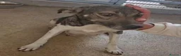 Meticcio cani in regalo: Mamma Cozza: dolce e socievole. Taglia contenuta  - Annuncio 1
