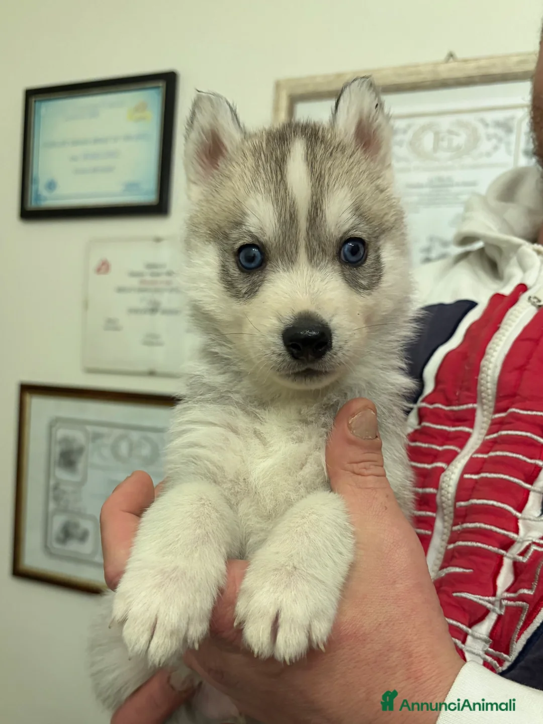 Husky cani in vendita: Cuccioli Siberian Husky alta genealogia  - Annuncio 6