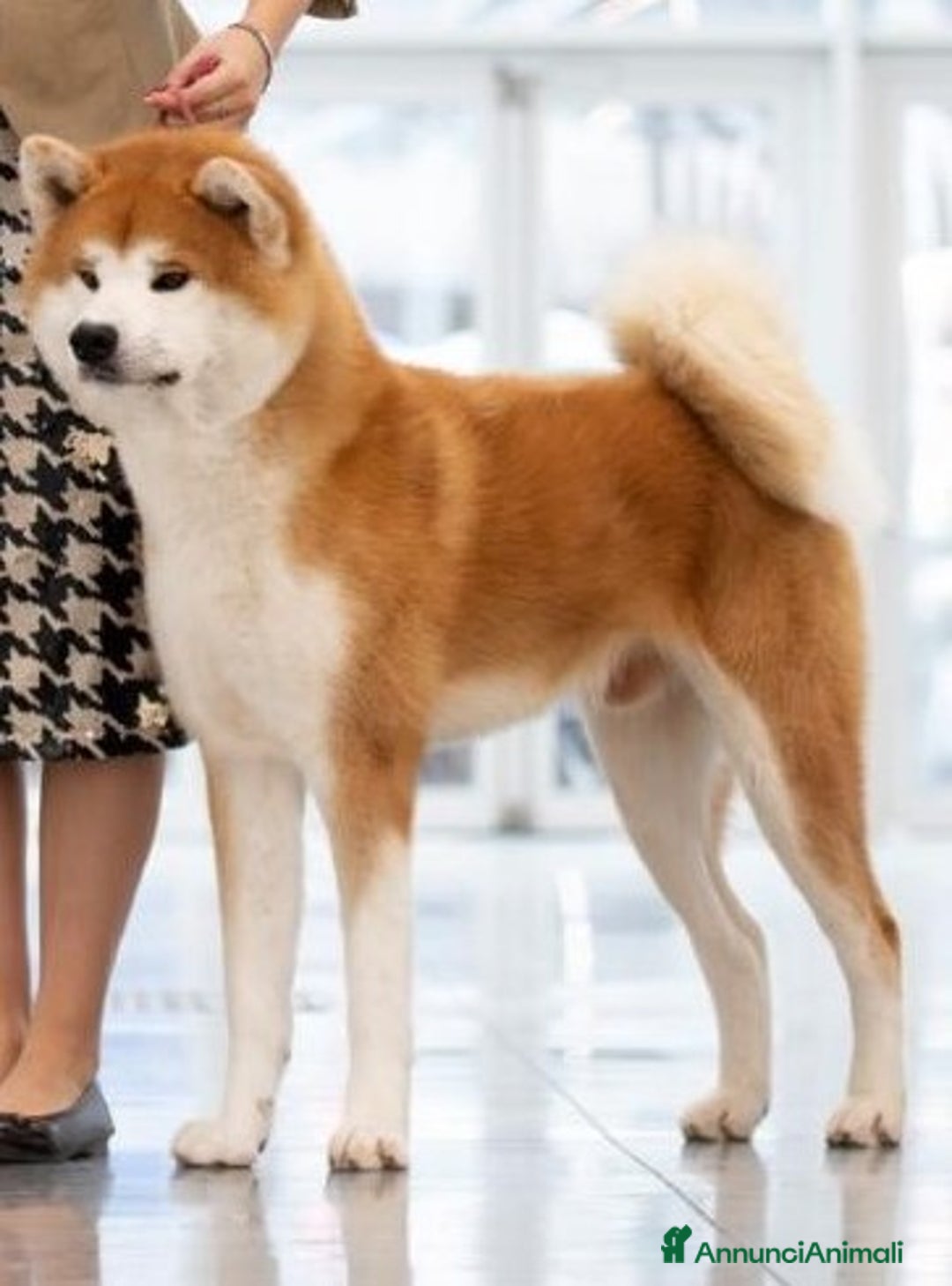 Akita Inu cani in vendita: Prenotazione cuccioli di Akita Inu - Annuncio 6