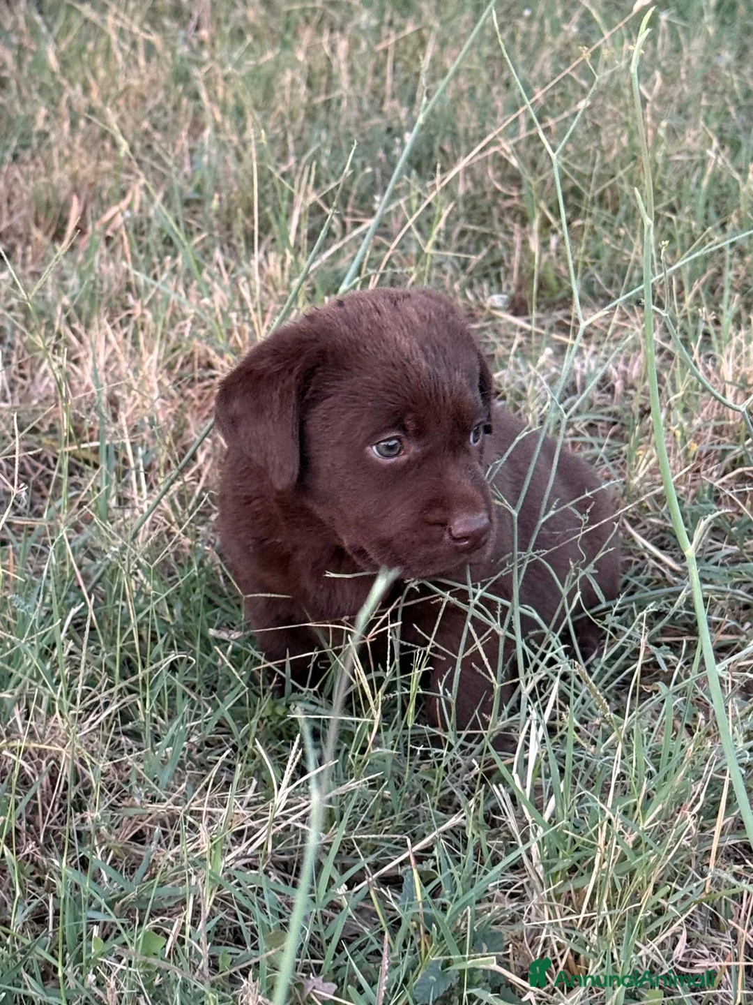 Labrador cani in vendita: Cucciole Labrador chocolate  - Annuncio 2