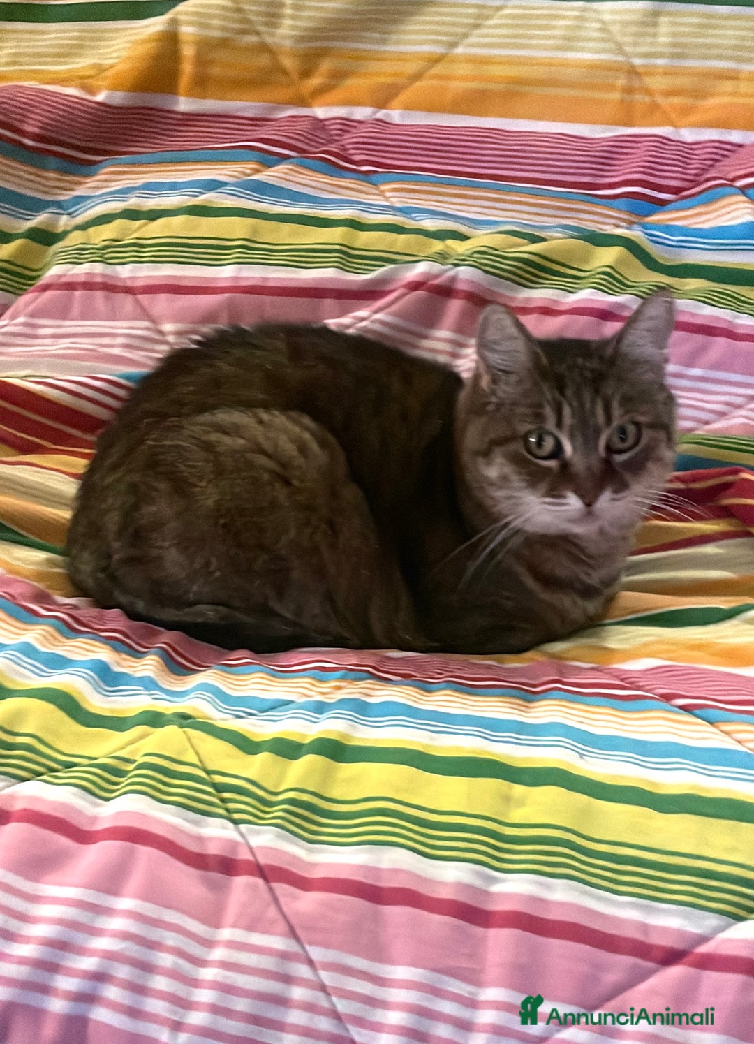 Europeo gatti in regalo: Gattino rosso 4 mesi - Annuncio 2