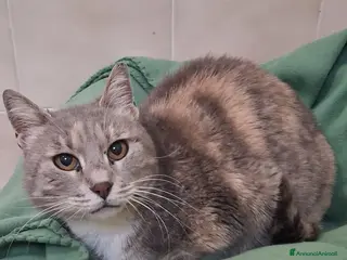 Meticcio gatti GATTA DOLCISSIMA - Annuncio 15